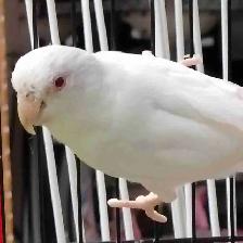 albino baby parrotlet