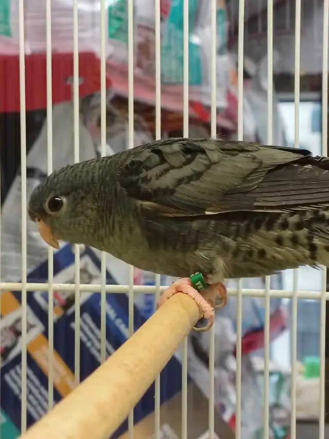 lineolated parakeet