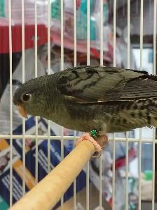 lineolated parakeet
