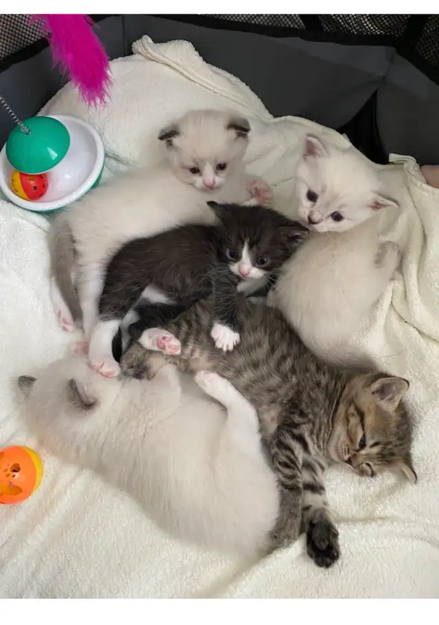 Ragdoll / Scottish Fold kittens