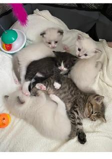 Ragdoll / Scottish Fold kittens