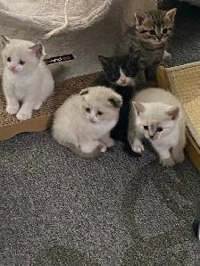 Ragdoll / Scottish Fold kittens - Photo 2