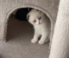 Ragdoll / Scottish Fold kittens - Photo 3