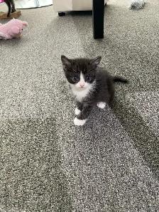 Ragdoll / Scottish Fold kittens - Photo 4