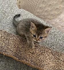 Ragdoll / Scottish Fold kittens - Photo 5