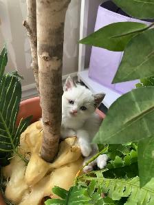 Ragdoll / Scottish Fold kittens - Photo 6