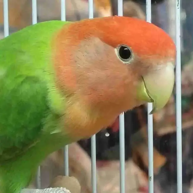 opline red-headed lovebird