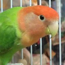 opline red-headed lovebird