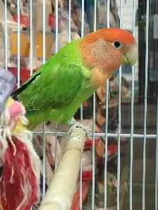 opline red-headed lovebird - Photo 2