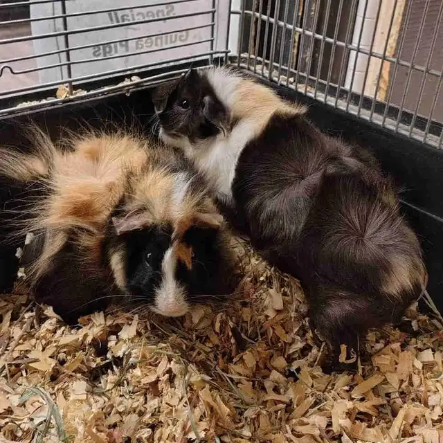 baby guinea pigs