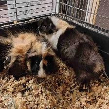 baby guinea pigs