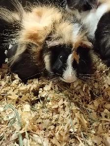 baby guinea pigs - Photo 3