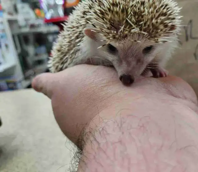 baby hedgehogs
