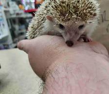 baby hedgehogs