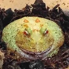 Pikachu Pac-Man frog