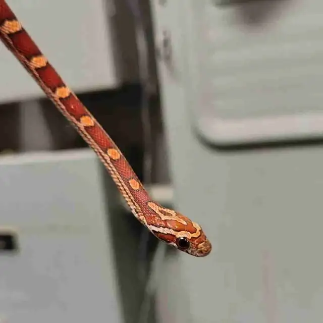 baby corn snake