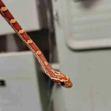baby corn snake