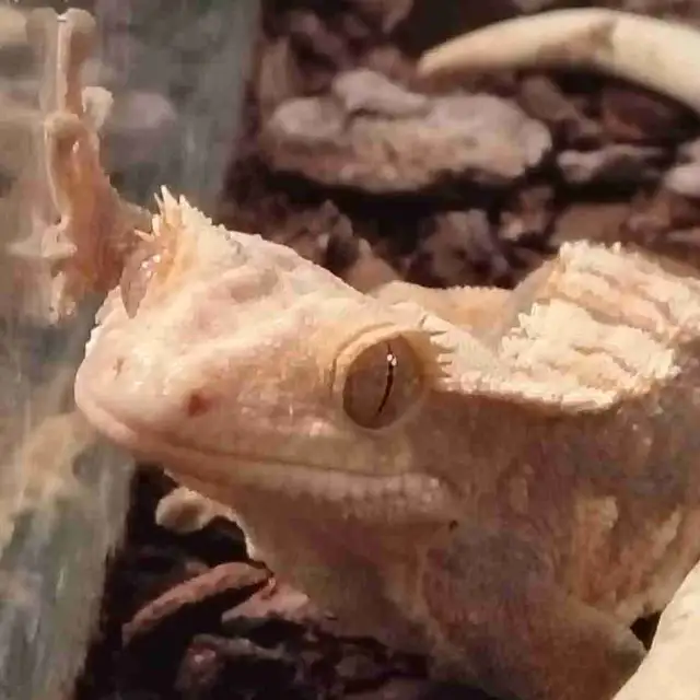 baby crested geckos