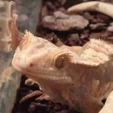 baby crested geckos