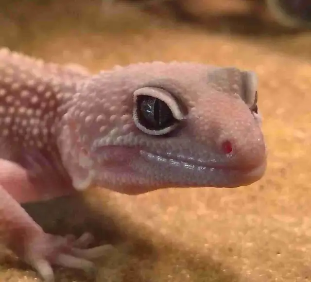 baby leopard gecko