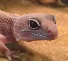 baby leopard gecko