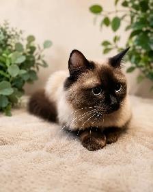 Female Ragdoll Year and a Half Not Fixed