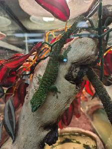 Madagascar giant day gecko - Photo 3