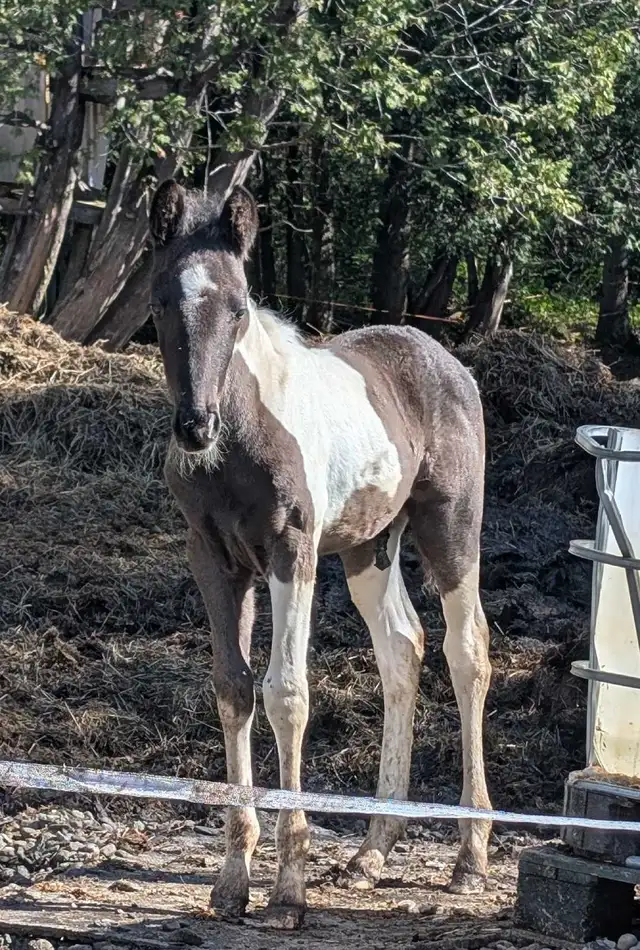 Poulain Paint Horse