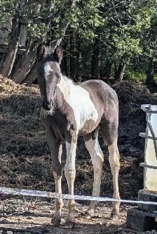 Poulain Paint Horse