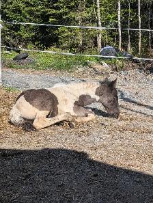 Poulain Paint Horse - Photo 3