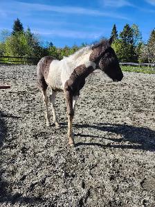 Poulain Paint Horse - Photo 4