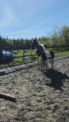 Poulain Paint Horse - Photo 5