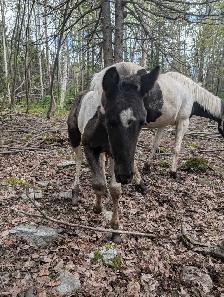 Poulain Paint Horse - Photo 9