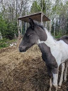 Poulain Paint Horse - Photo 10