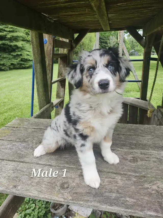 Australian Shepherd Puppies