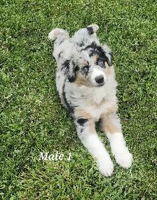 Australian Shepherd Puppies - Photo 2