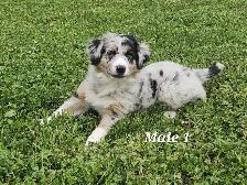Australian Shepherd Puppies - Photo 3