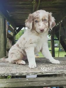 Australian Shepherd Puppies - Photo 4