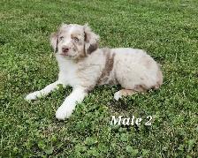 Australian Shepherd Puppies - Photo 5