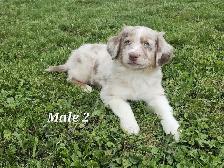 Australian Shepherd Puppies - Photo 6