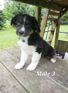Australian Shepherd Puppies - Photo 7