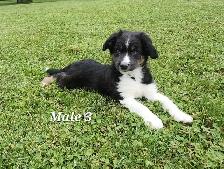 Australian Shepherd Puppies - Photo 8