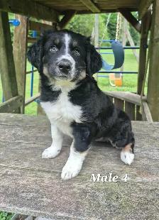 Australian Shepherd Puppies - Photo 9