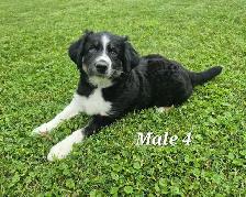 Australian Shepherd Puppies - Photo 10