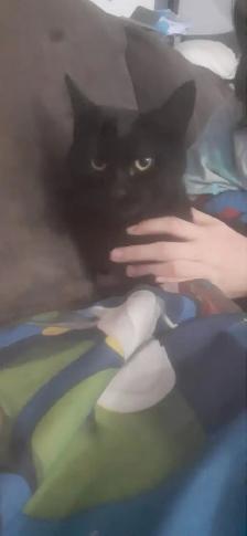 chaton noir à donner -- black kitten to give
