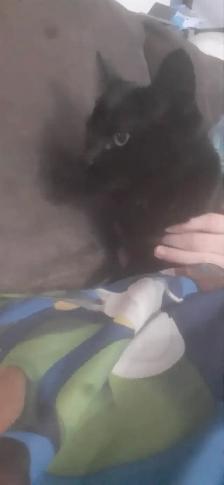 chaton noir à donner -- black kitten to give - Photo 2