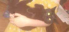 chaton noir à donner -- black kitten to give - Photo 3