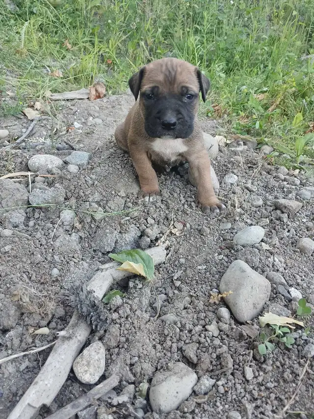CANE CORSO PUPS