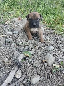 CANE CORSO PUPS