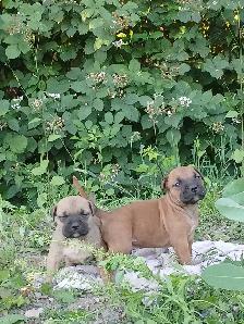 CANE CORSO PUPS - Photo 2